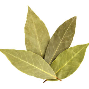 Bay leaf isolated on white background. macro.
